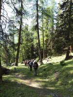 Abstieg durch alten Lärchenwald