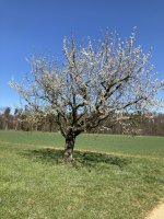Kirschbaum, noch vor dem Frost