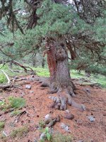 alte Bäume im God da Tamangur