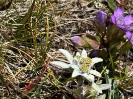 Edelweiss und Enzian